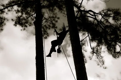 Durham's climber silhouetted high between two pines