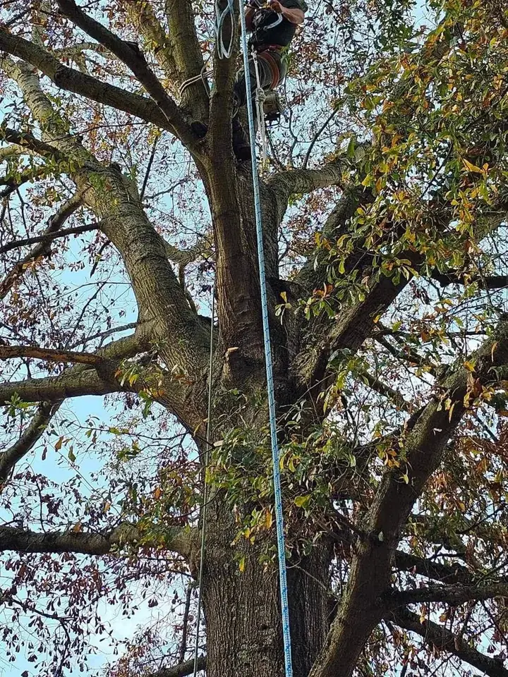 Climber rigged with ropes in a mature tree canopy