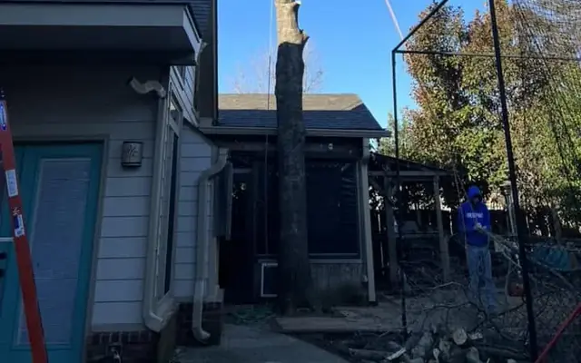 A tall tree being removed in sections beside a home