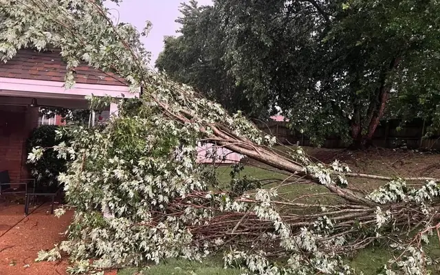 A storm-fallen tree against a brick home