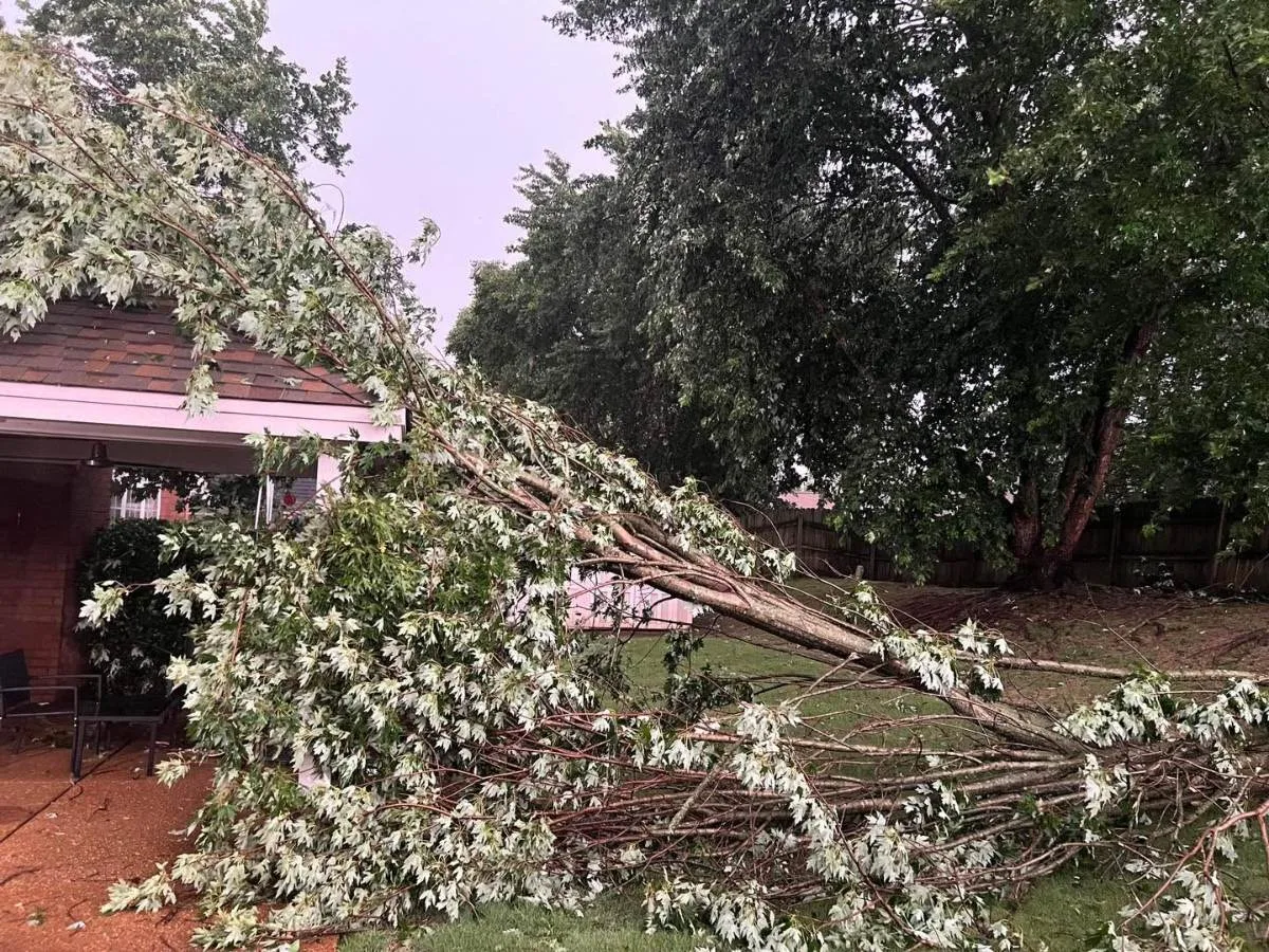 Storm-damaged tree beside a West Tennessee home