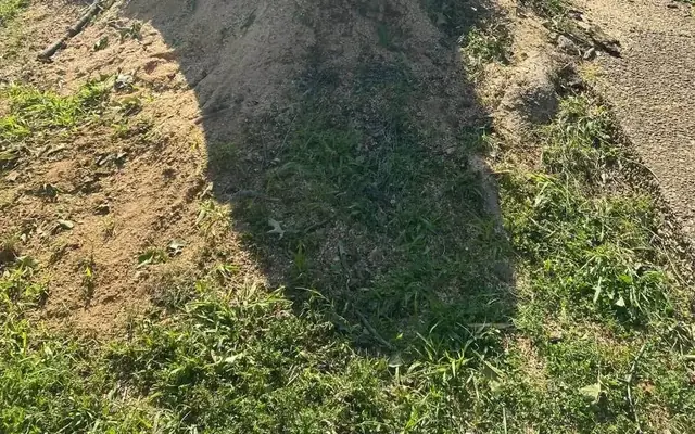 A large stump cut low and ready for grinding