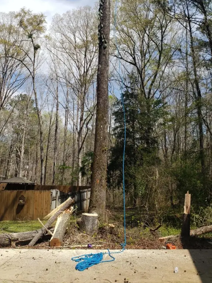 Climber near the top of a towering pine