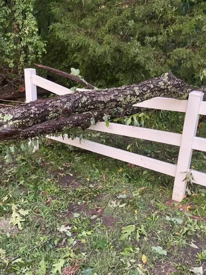 Storm-fallen oak down across a white board fence
