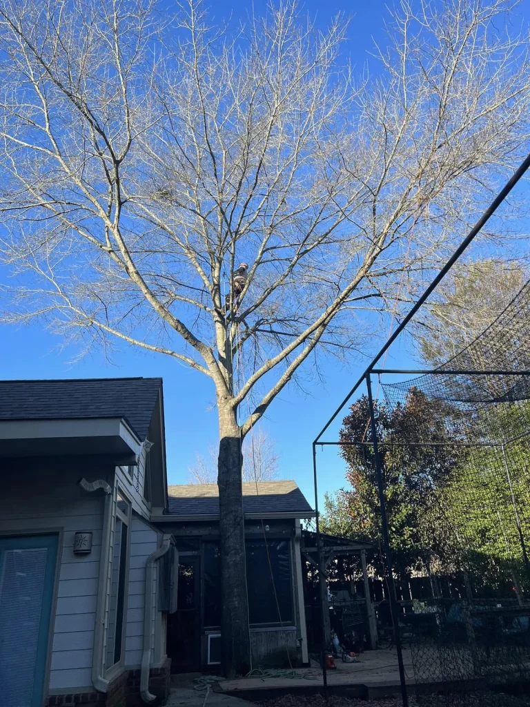 Before residential tree removal