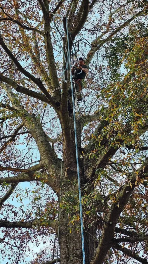 Climber rigged with ropes in a mature tree canopy on December 6, 2023