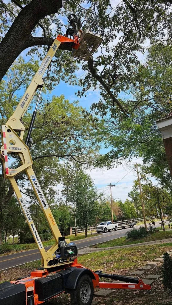 Towable boom lift extended into a mature tree canopy during the December 6, 2023 project