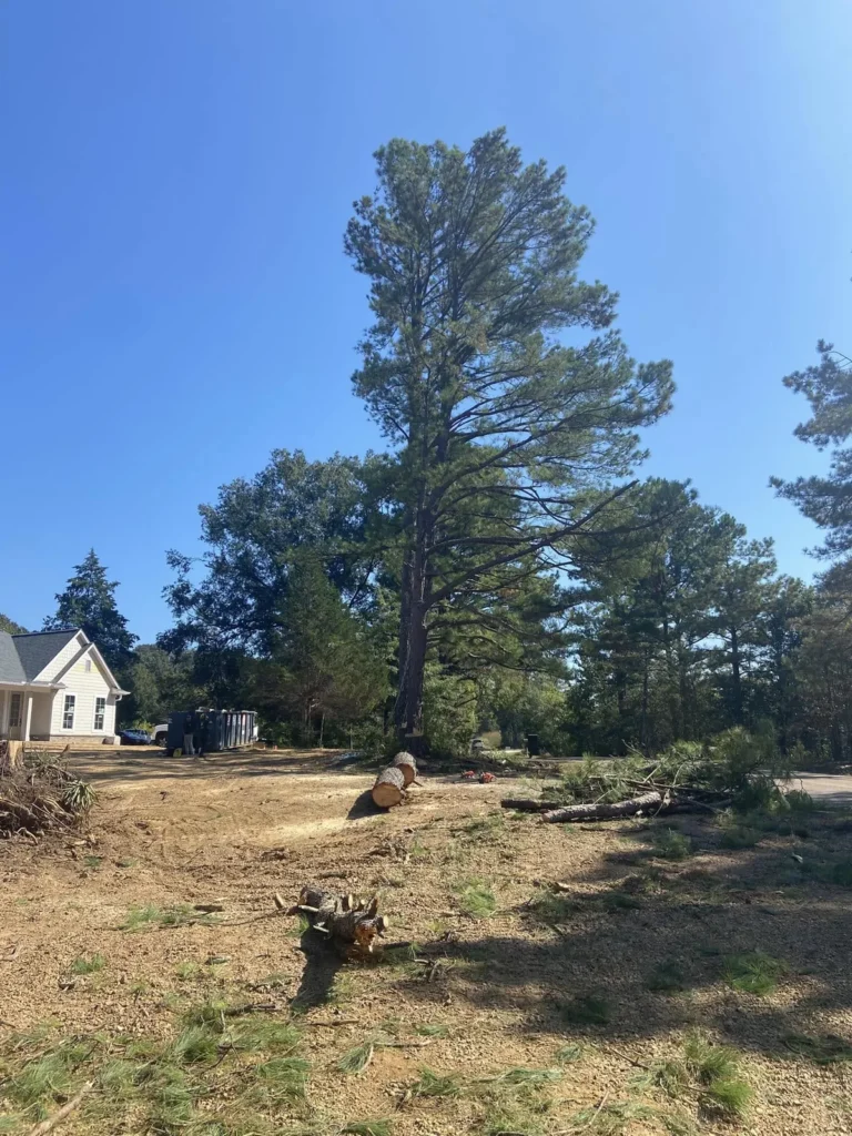 Large pine and cleared work area during lot clearing on October 5, 2023