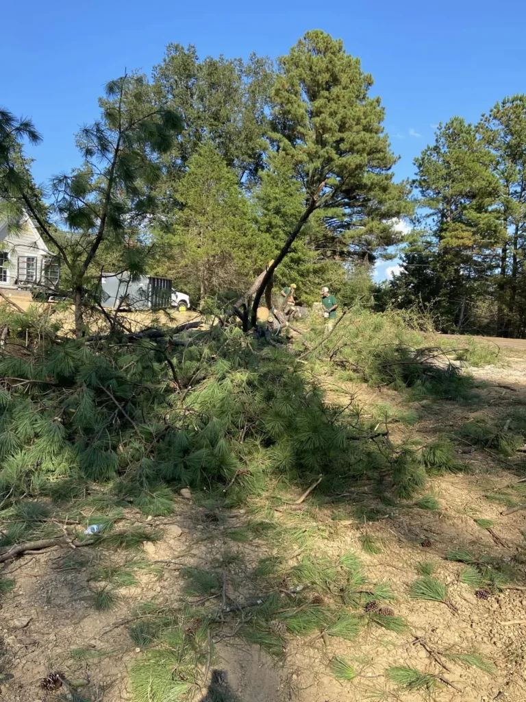 Crew handling pine limbs and debris during the October 5, 2023 lot clearing project