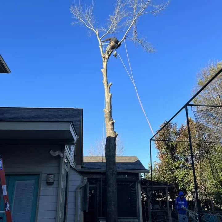 Tree removal performed in sections beside a home