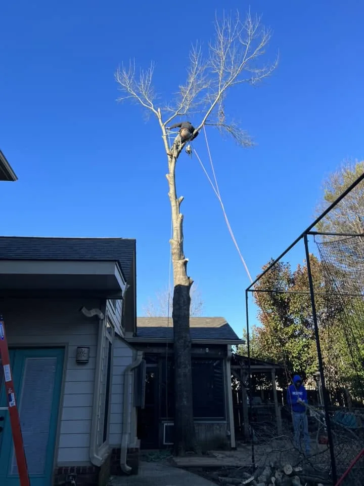 Tree removal performed in sections beside a home