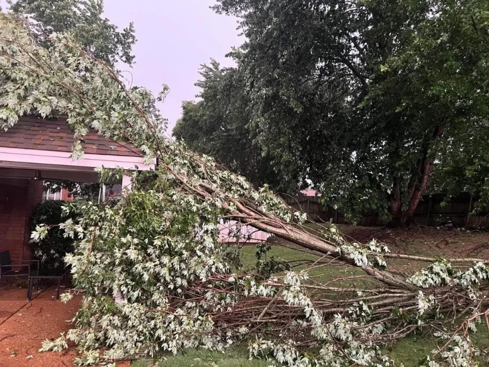 Storm-fallen tree against a brick home