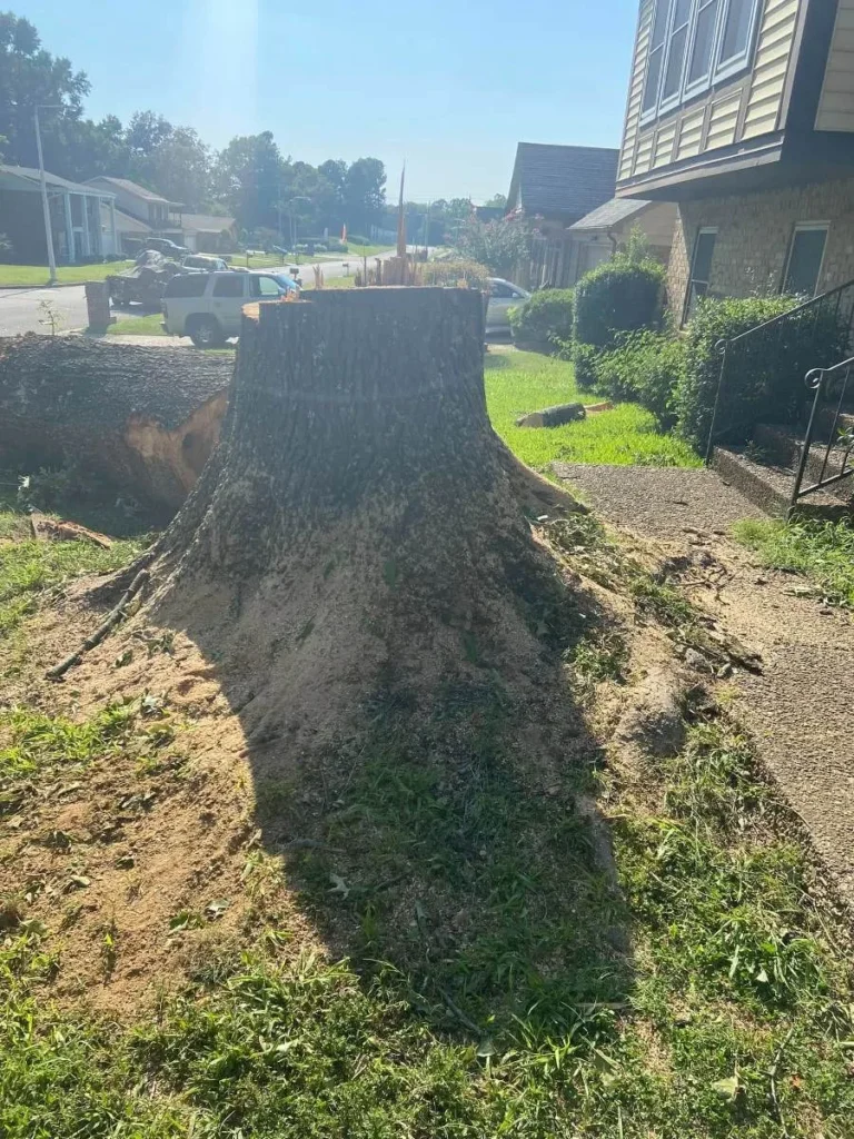 A large stump cut low and ready for grinding in West Tennessee