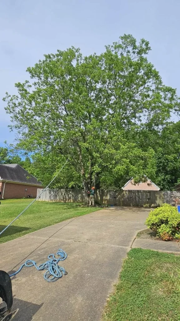 A crew member pruning a mature shade tree at a Memphis-area home